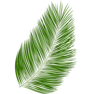 palm